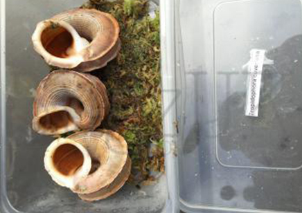Tropidophora Cuveriana