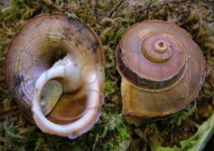 Tropidophora Cuveriana