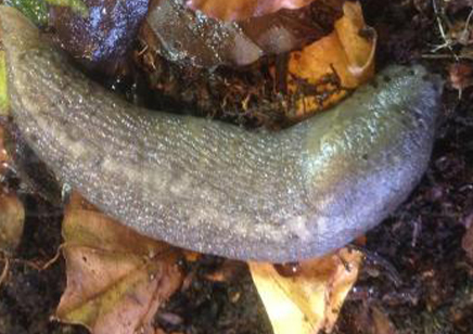 2:Grey Slug