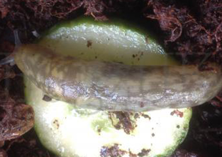 2:Limax Flavus