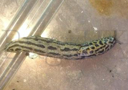 2:Limax Maximus