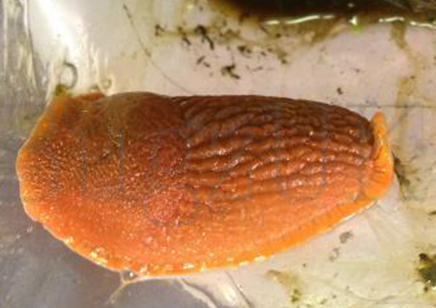 2:Orange Slug