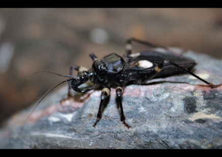 Platymeris biguttatus - White Spot Assassin Bug (CB by BugzUK) pack of 4