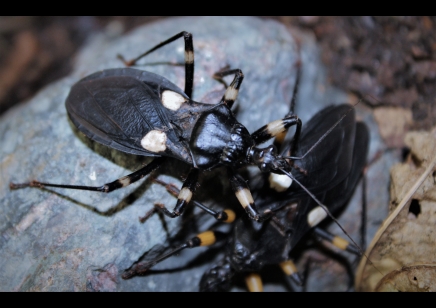 Platymeris biguttatus - White Spot Assassin Bug (CB by BugzUK) pack of 4