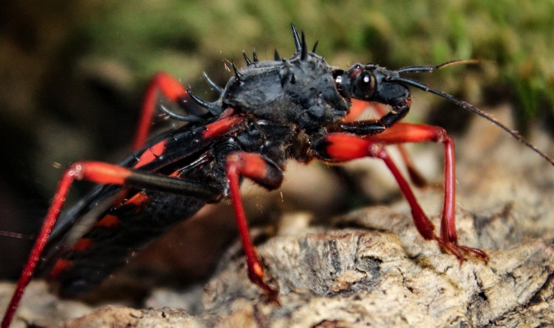 Assassin bugs and water bugs/scorpions