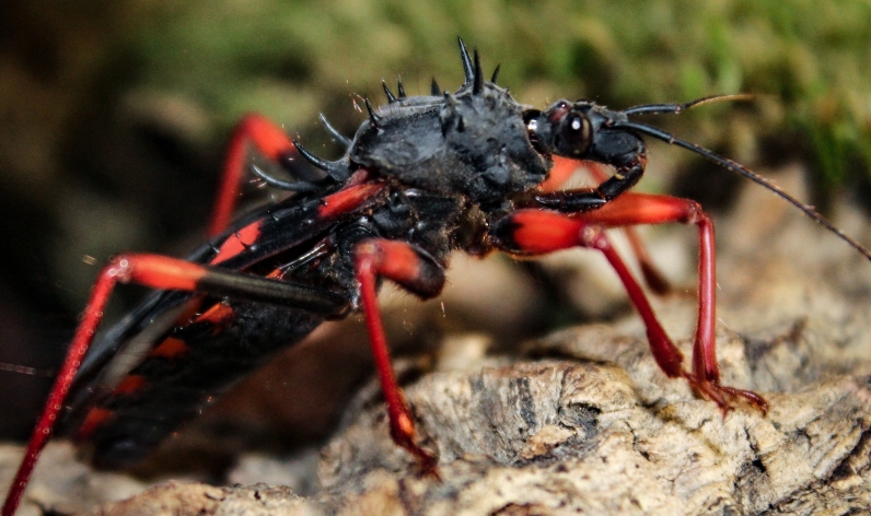 Assassin Bugs