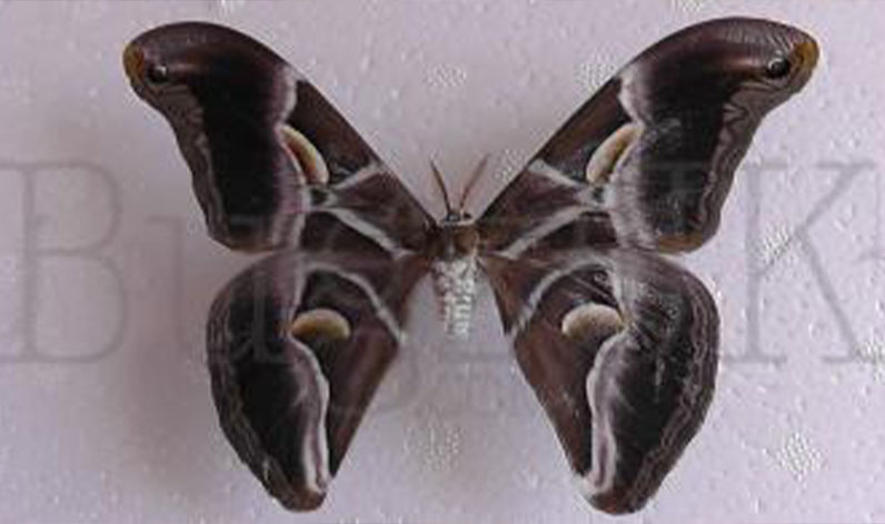 Butterfiles & Moths