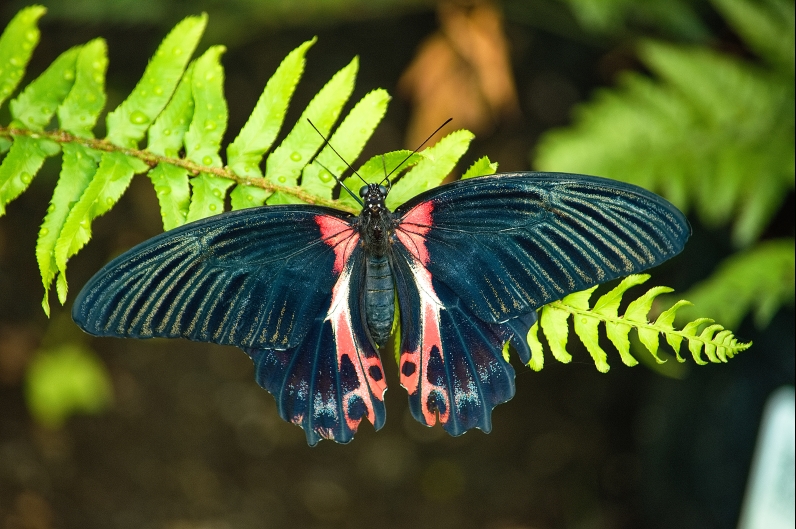 Butterflies & Moths