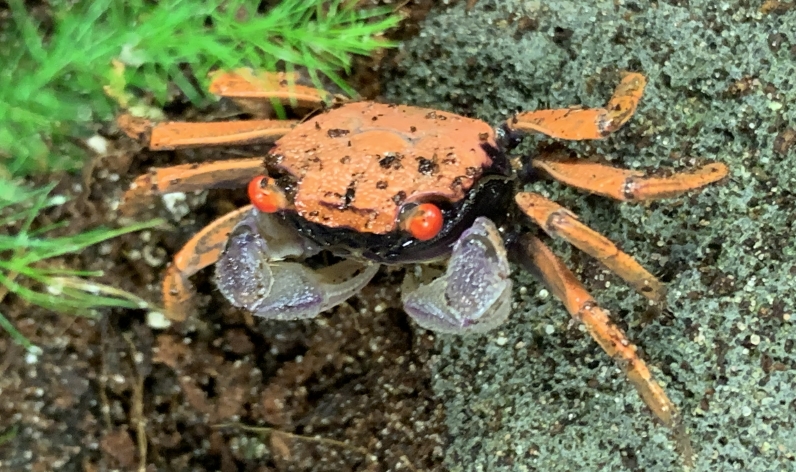 Crabs & Crustaceans