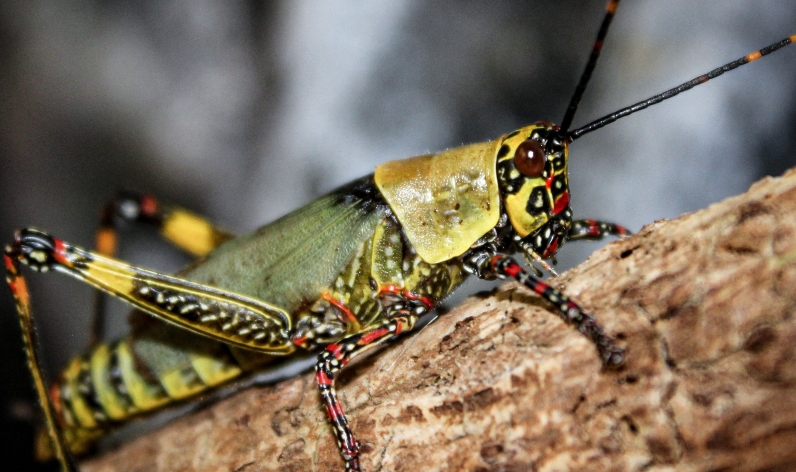 Grasshoppers, Crickets and Katydids