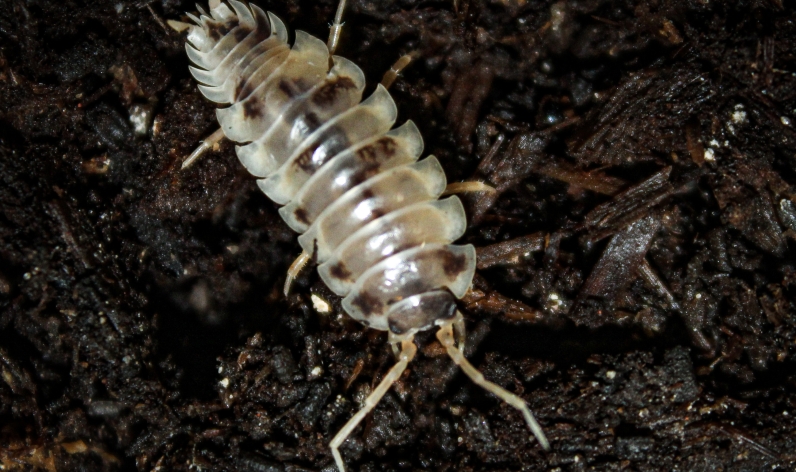 Isopods