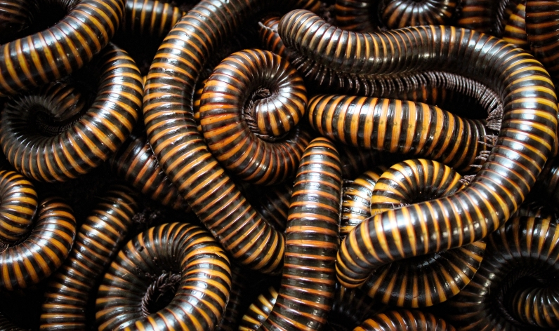 Millipedes & Polydesmida - Flat-backed Millipedes