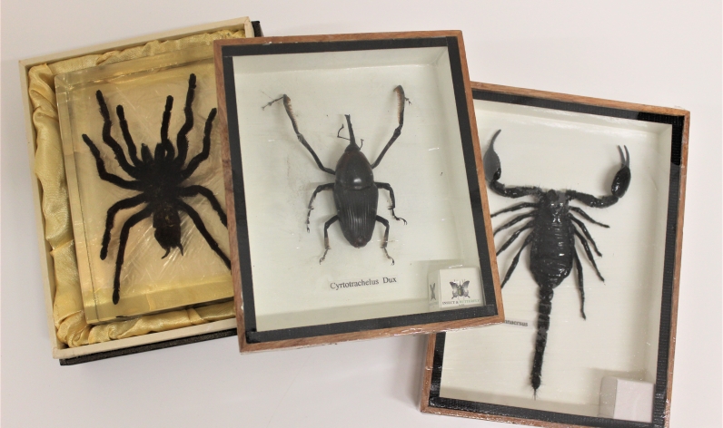 Pinned Invertebrate Displays