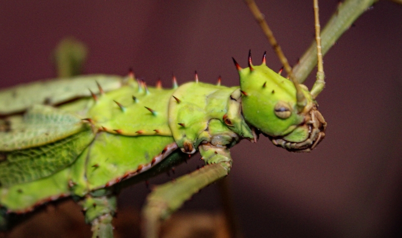 Stick and Leaf Insects