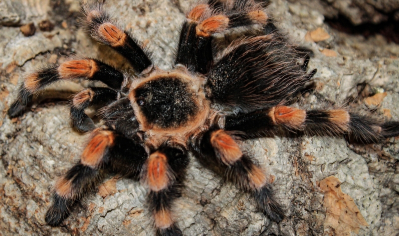 Tarantulas