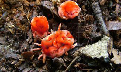 Mites : Trombidiidae