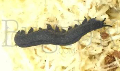 Velvet Worms : Peripatus Novaezealandiae