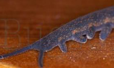 Velvet Worms : Peripatus Novaezealandiae