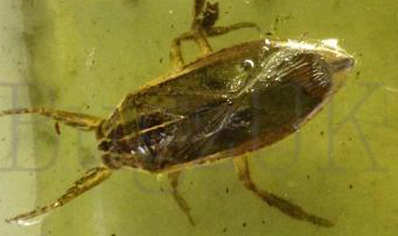 Water Bugs : Lethocerus Africanus