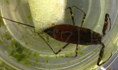 Water Scorpion : Likely Nepa Cinerea