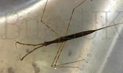 Water Stick Insect : Likely Ranatra Sp