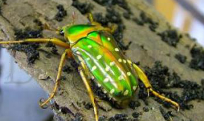 Stephanorrhina Guttata 