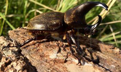 Xylotrupes Pubescens