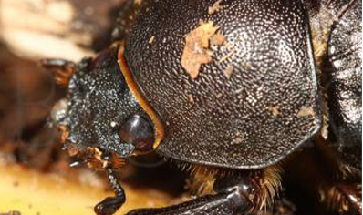 Xylotrupes Pubescens