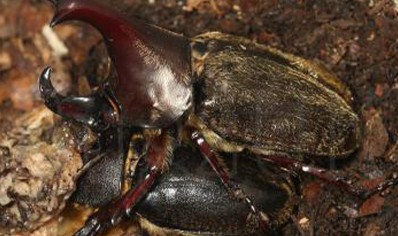 Xylotrupes Pubescens