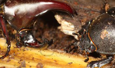 Xylotrupes Pubescens