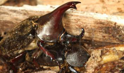 Xylotrupes Pubescens