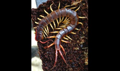 Scolopendra Subspinipes (Vietnam Yellow Leg)