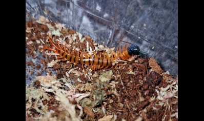 Scolopendra dehaani  