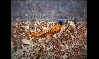 Scolopendra dehaani  