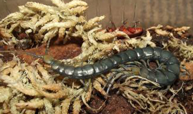 Akymnopelis Chilensis
