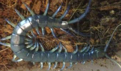 Hemiscolopendra Platei