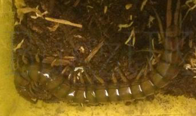 Scolopendra Alternans