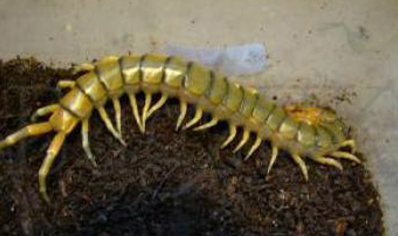 Scolopendra Angulata Angulata