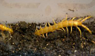 Scolopendra Cingulata yellow