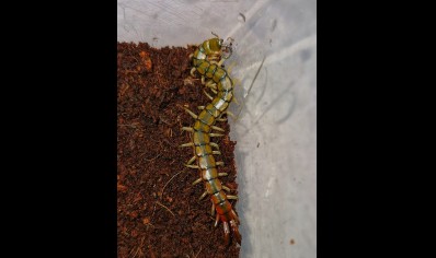 Scolopendra Cingulata