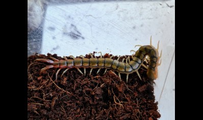 Scolopendra Cingulata