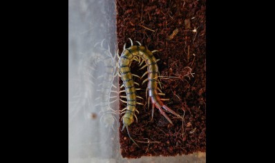 Scolopendra Cingulata