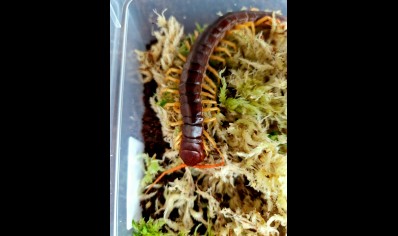 Scolopendra Dehaani (thai Giant Yellow Leg)