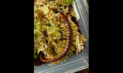 Scolopendra Dehaani (thai Giant Yellow Leg)