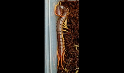 Scolopendra Dehaani (thai Giant Yellow Leg)