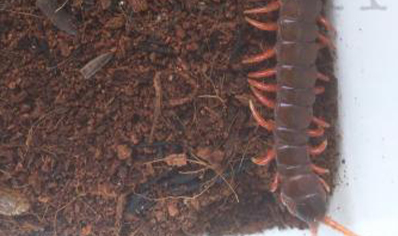 Scolopendra Dehaani (thai Giant Pink Leg)