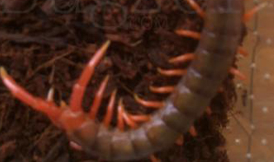 Scolopendra Dehaani (thai Giant Pink Leg)