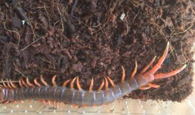 Scolopendra Dehaani (thai Giant Pink Leg)