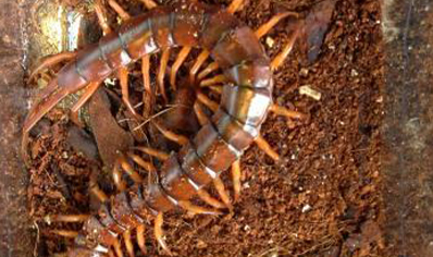 Scolopendra Dehaani china