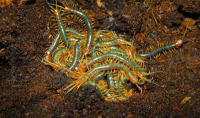 Scolopendra Galapagoensis